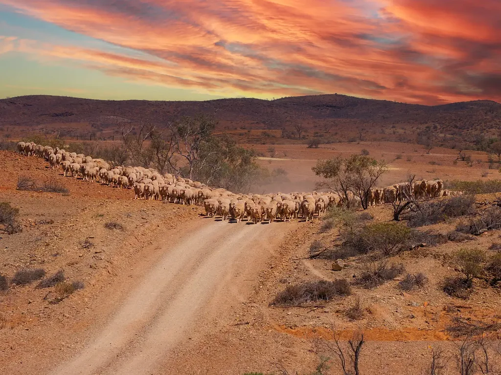 Lyndhurst Developed for Future Success - Northern Flinders Ranges Station
