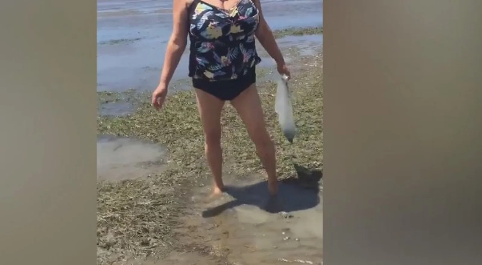 丢人!女子在奥克兰狂捞海产,被抓后竟谎称不懂英语!