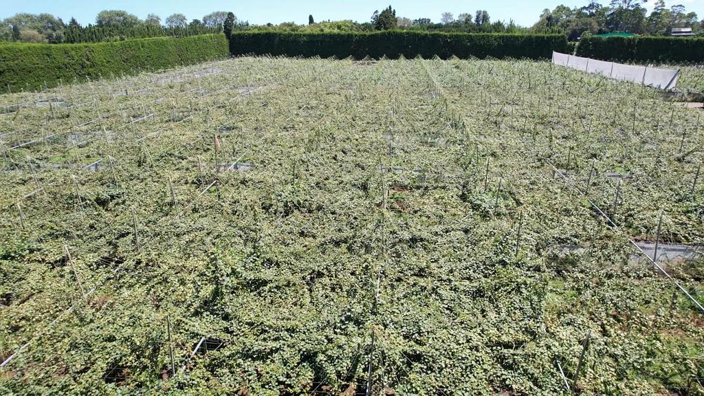 Kerikeri 11.64ha Kiwifruit Orchard