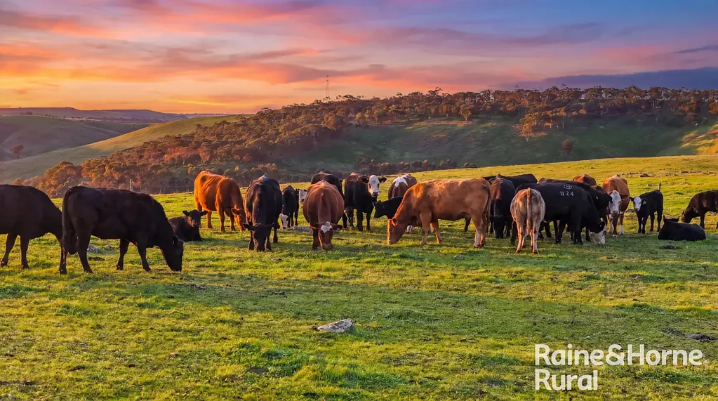 Wistow SLATE VALLEY SPRINGS - A Grazier's Lifestyle Opportunity Etched into a 257-acre Postcard Landscape.