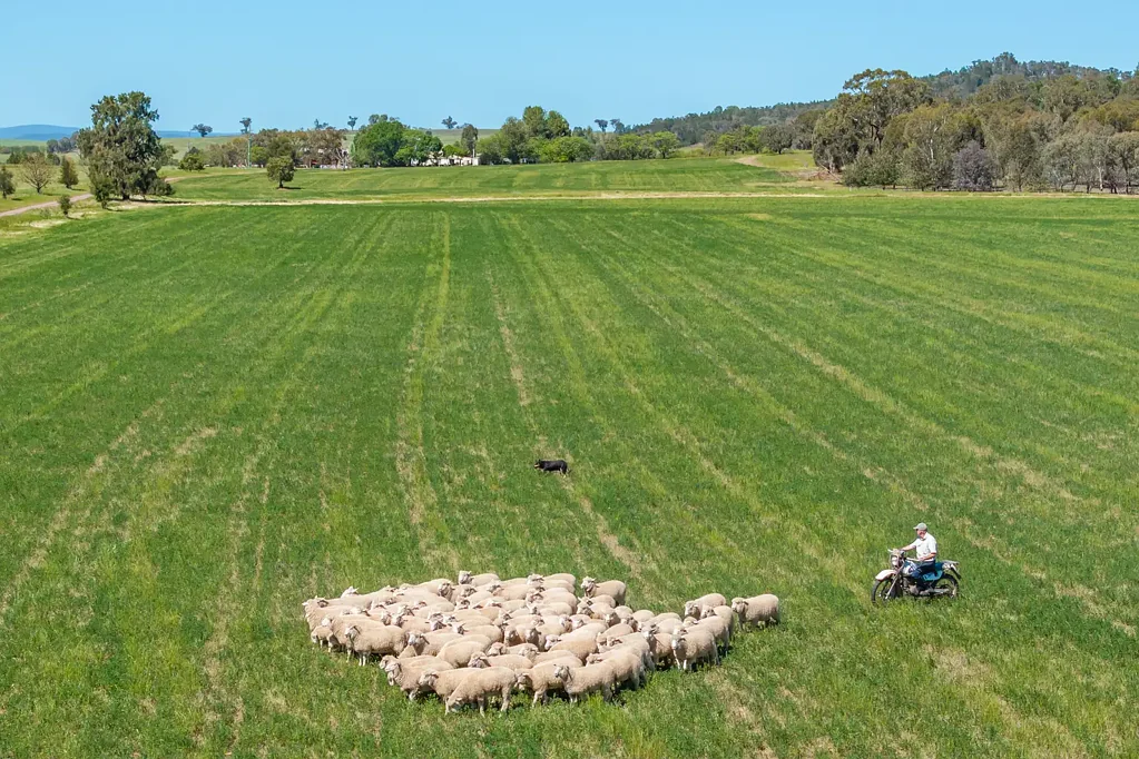 Canowindra 650ACRES* OF HIGH QUALITY MIXED FARMING & FATTENING COUNTRY