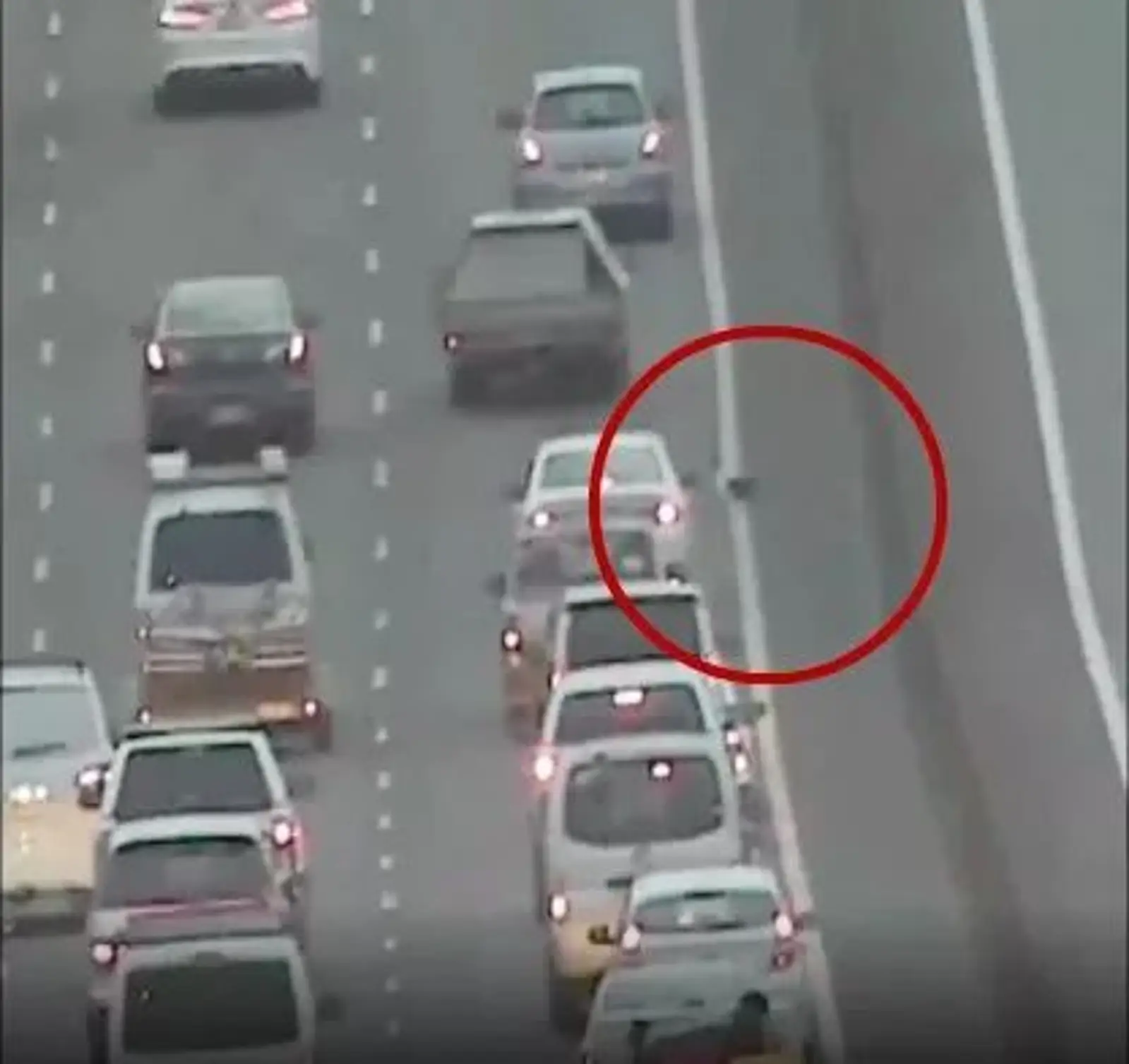 踩刹车!踩刹车!踩刹车!新西兰人最有爱心地踩刹车……