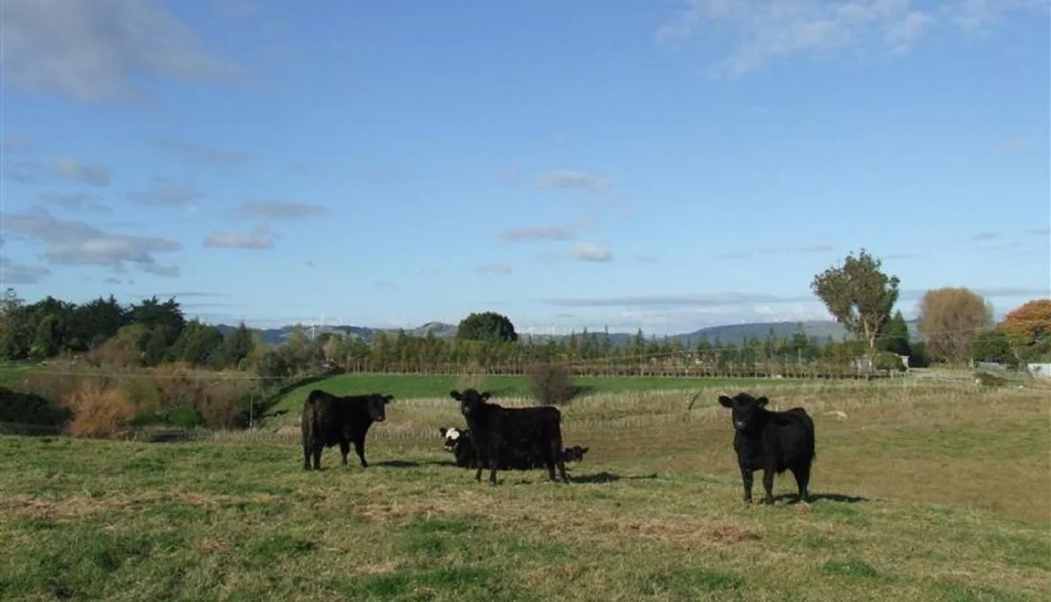 47 Reid Line East, Feilding, Manawatu, 3 રૂમ, 0 બાથરૂમ