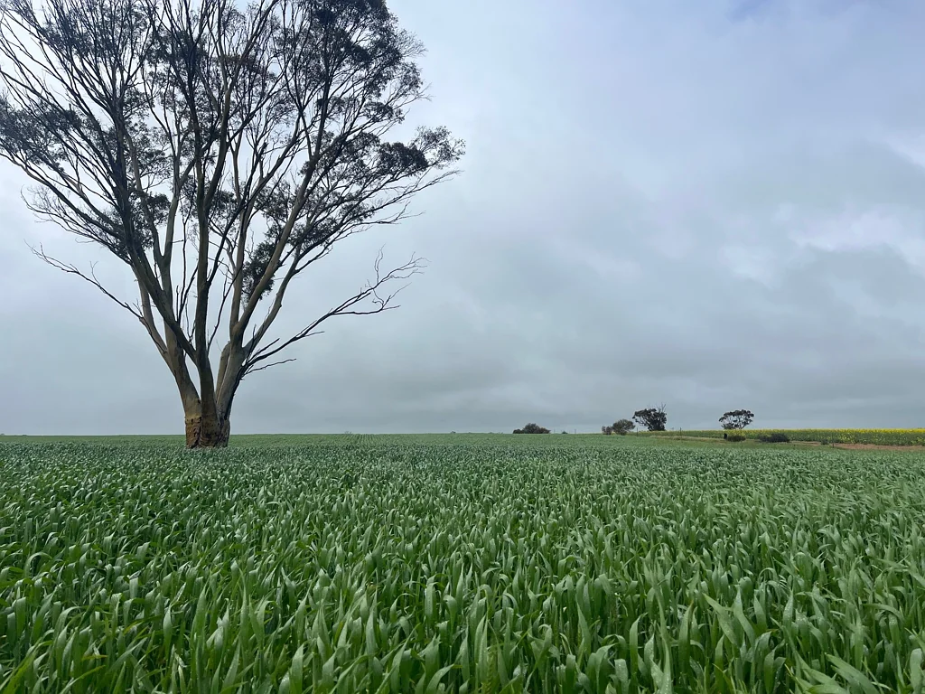 . 'The Dam Block', Cunderdin, WA 6407