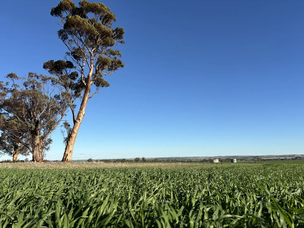 Quairading Quality, strong loam soils, well farmed, in a safe, reliable rainfall precinct