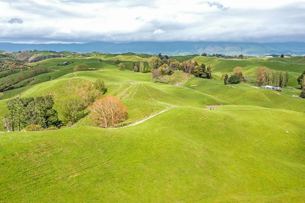 Pohangina  Grazing, first farm opportunity