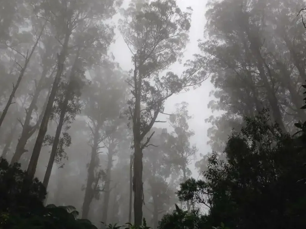 Lavers Hill Jewel of the Otways