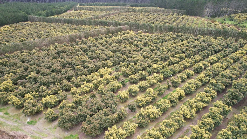 Houhora 40.7ha Avocado & Potential Mixed Use Orchard