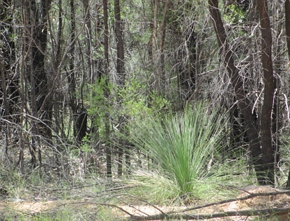 Lot 94 Golden Glow Road, Tara, Darling Downs, 0 chambres, 0 salles de bain, Lifestyle Property