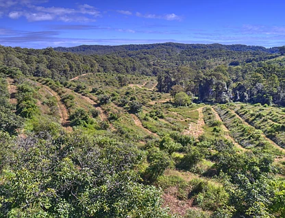 224 Top Forestry Road, Ridgewood, Sunshine Coast, 0房, 0浴, Section