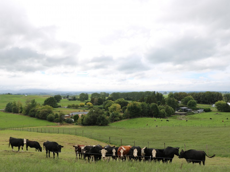 Taumangi Road, Putaruru, South Waikato, 0 ਕਮਰੇ, 1 ਬਾਥਰੂਮ