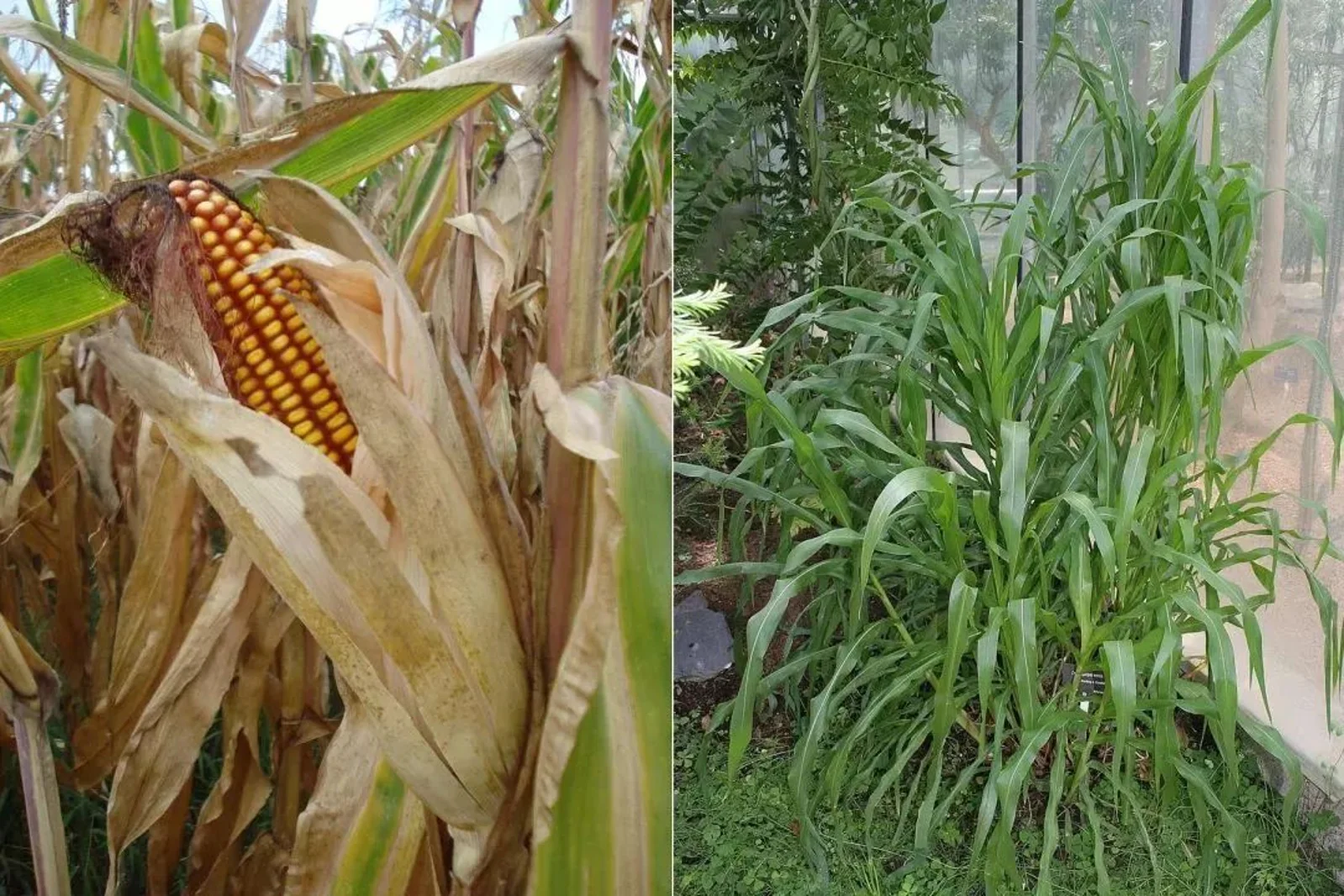 为了从除草剂的“阴影”中活下来，玉米经历了什么？