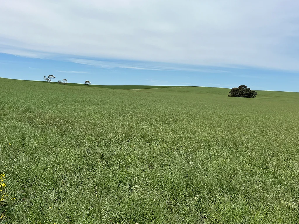 Senior  "Clayfields"  -  A Hidden Gem