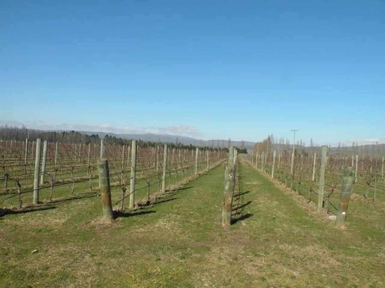 89 Mcpherson Road, Alexandra, Otago, 4 Kuwarto, 0 Banyo, Viticulture