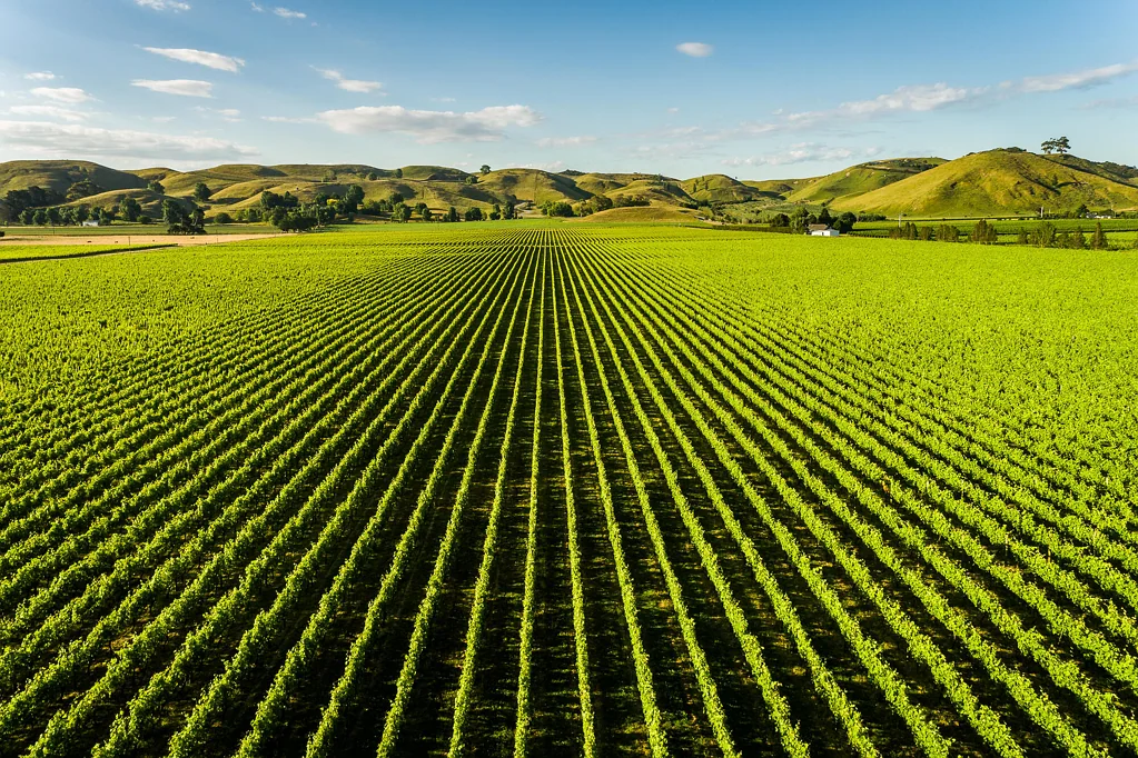 Hastings  Significant vineyard holdings