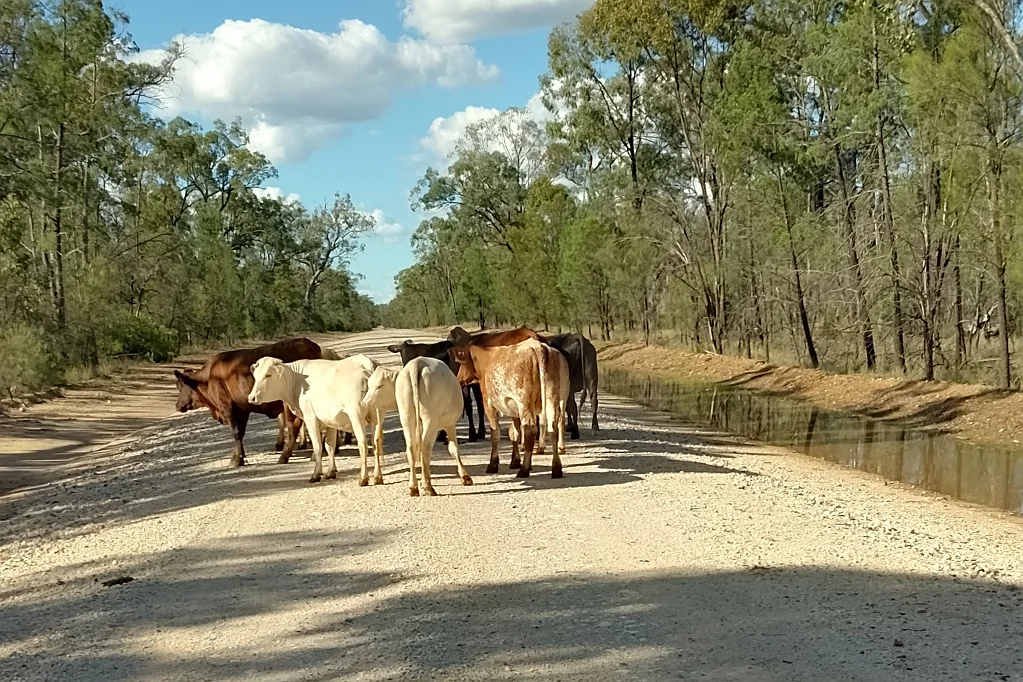 Boondandilla  Cheap Breeder Country - Close To Markets