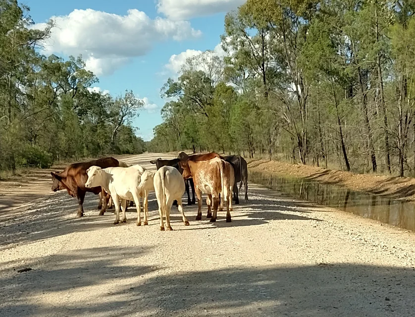 Lots 1 & N Yagaburne-Boondandilla Road, Boondandilla, Darling Downs, 0 कमरे, 0 बाथरूम, Lifestyle Property