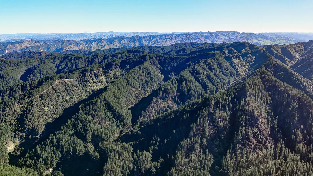 Mangamahu  Forestry, native bush and hunting