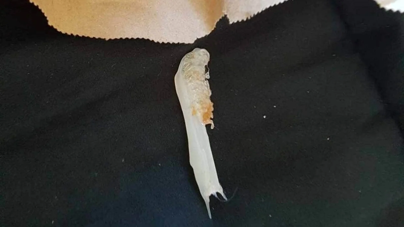 塌房了？奥克兰知名快餐被点名，食客恶心坏了，有人索要$1万赔偿！