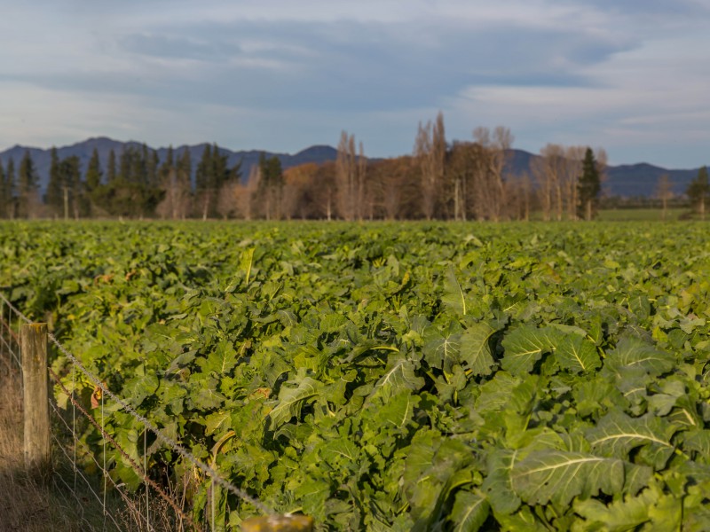 107 Pahau Downs Road, Culverden, Hurunui, 0 chambres, 1 salles de bain