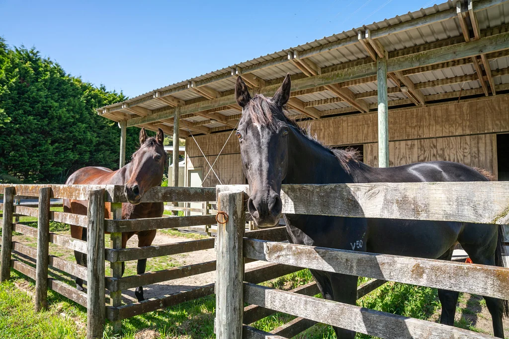 Ohariu 3房  REFINED COUNTRY LIVING WITH EQUESTRIAN FACILITIES