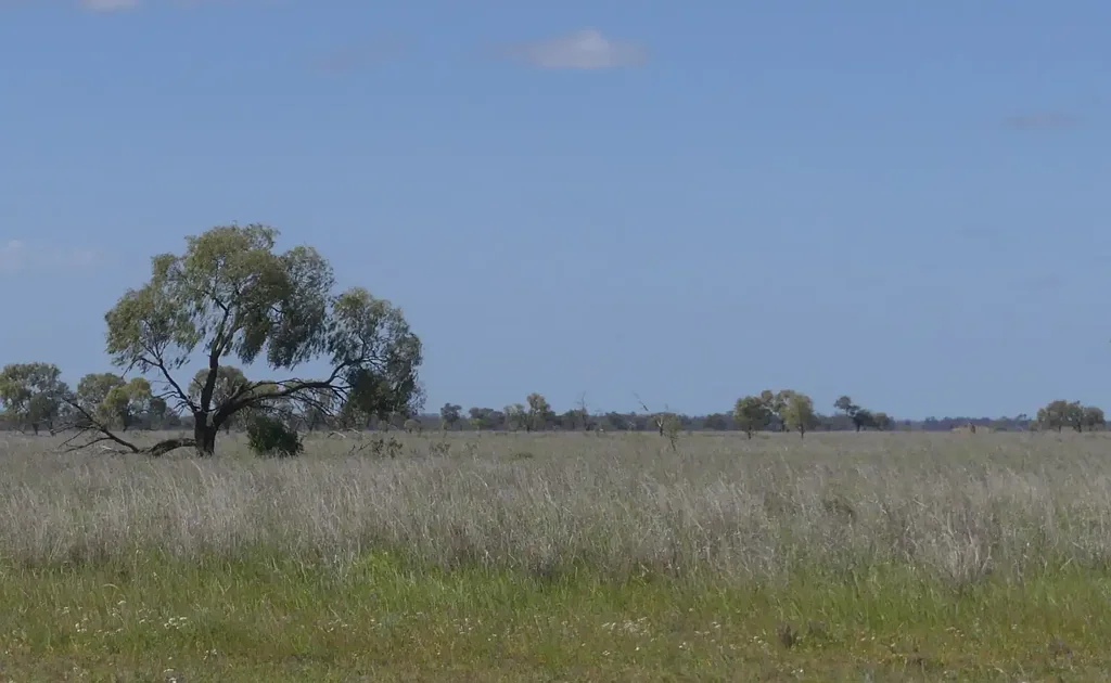 Warren Premier Grazing Country