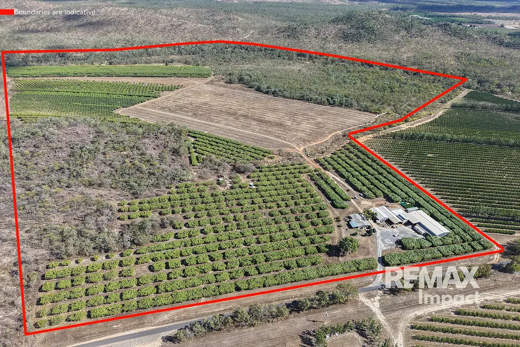 Dimbulah Premium Dimbulah Mango Farm in a Renowned Microclimate