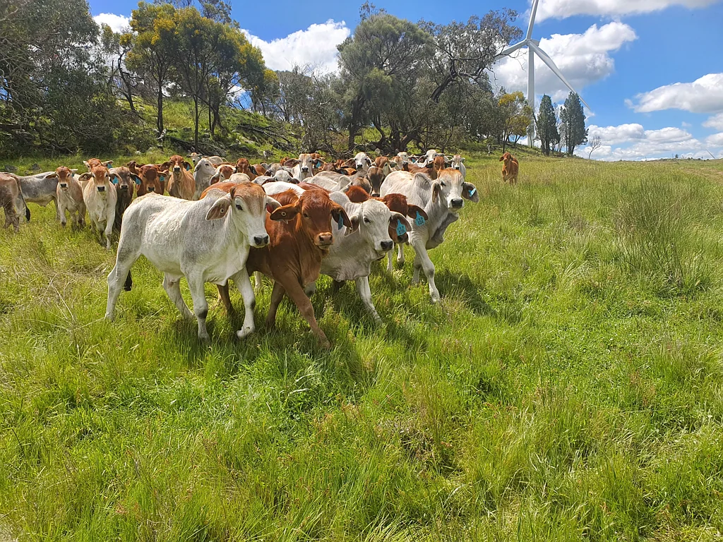 Bodangora  Farm country with great grazing capacity