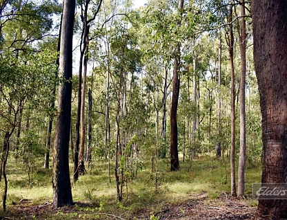 Lot 850 Arborthirtyone Road, Glenwood, Wide Bay, 0房, 0浴, Section