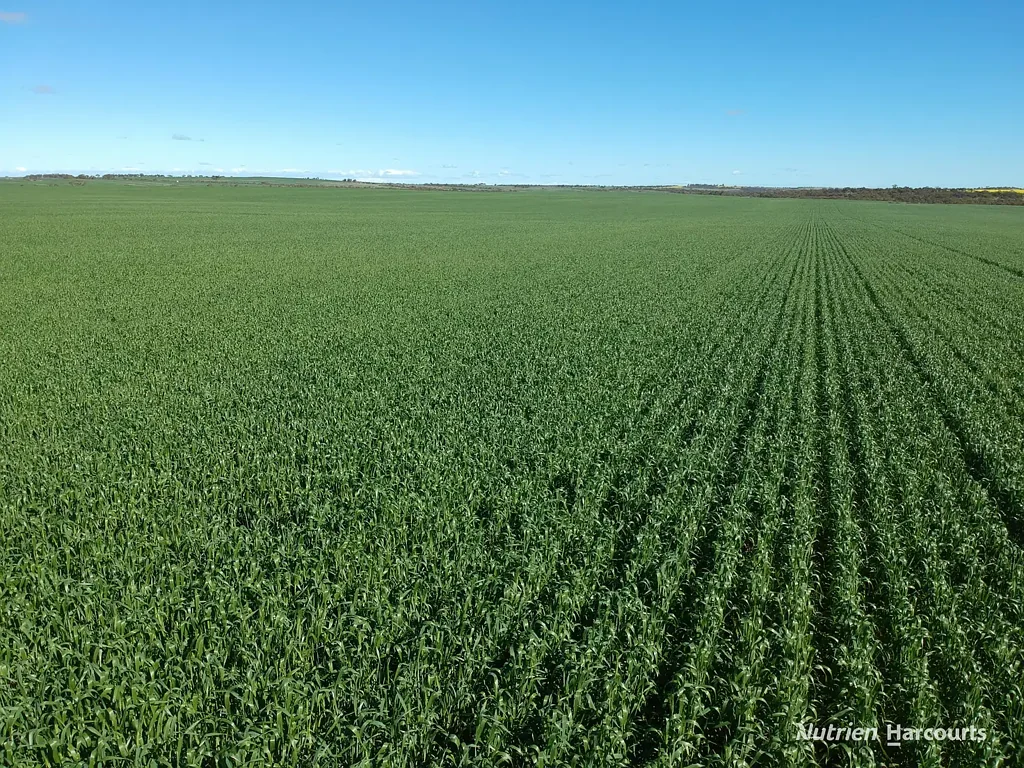 Mingenew  Nanekine