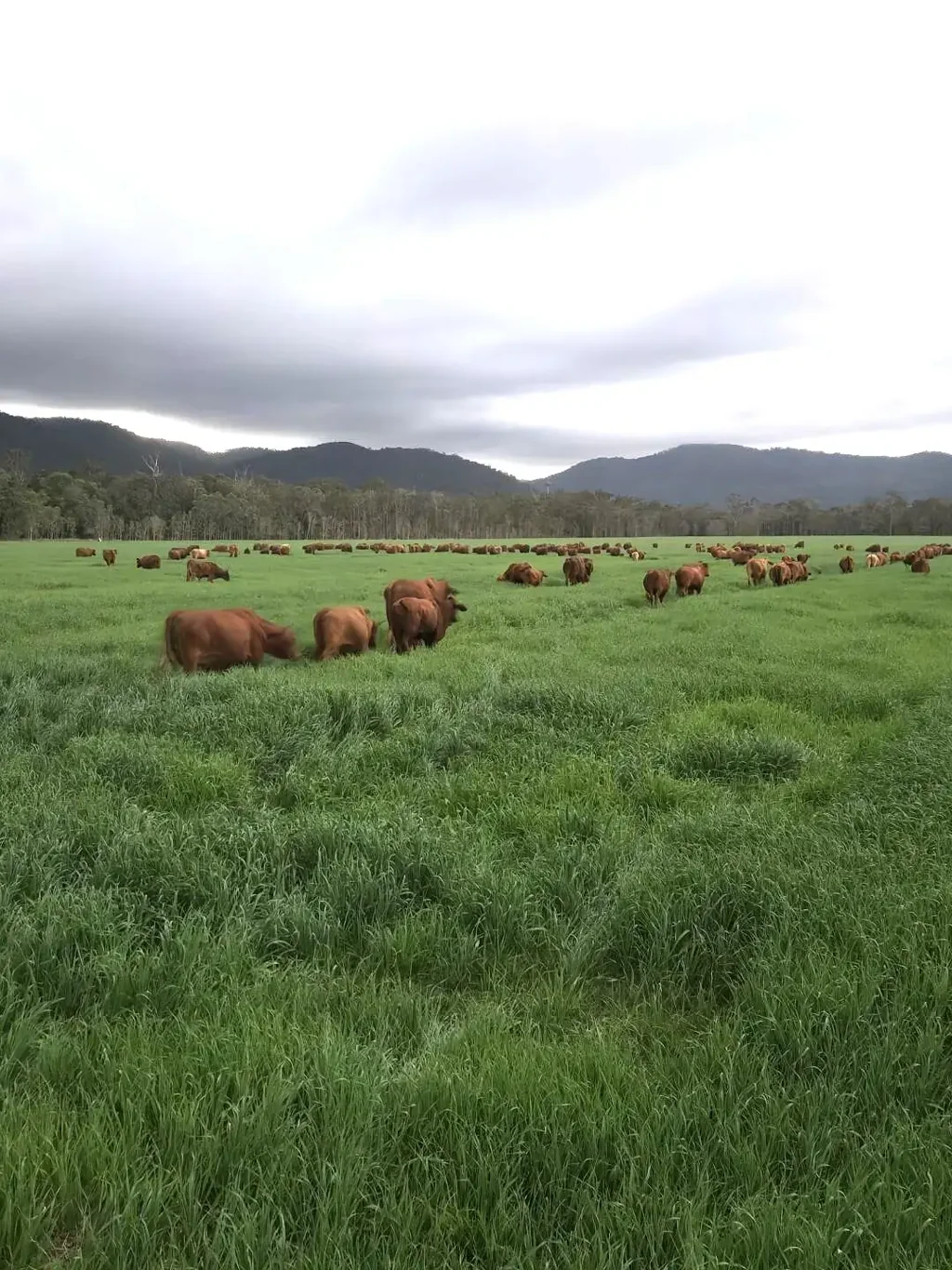 Carrington  Lifestyle, Livestock or Cropping.