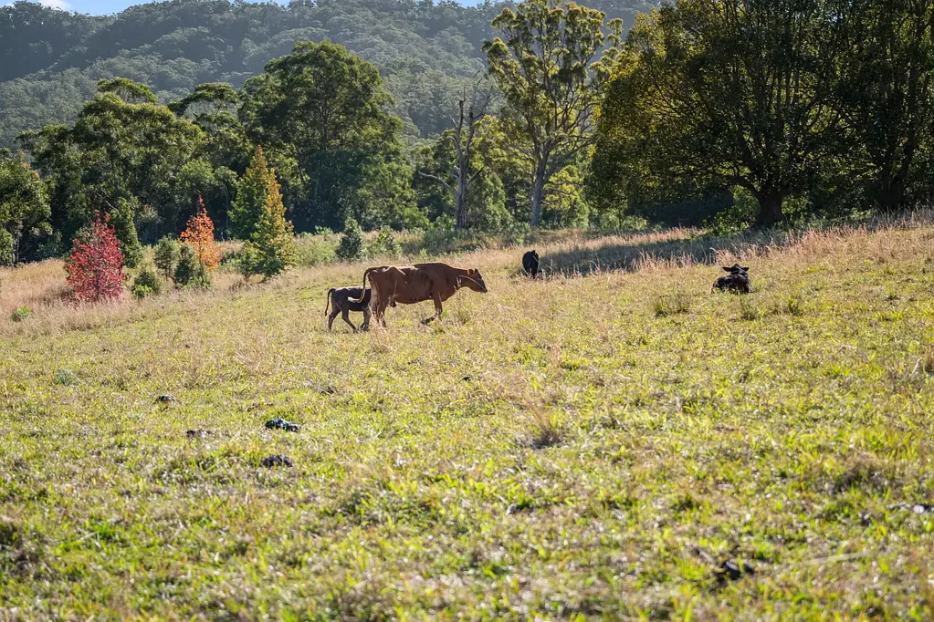 Lot 1, 218 North Bonville Road, Bonville, NSW 2450
