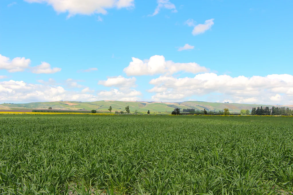 Fairlie  Ideal on the Outskirts of Fairlie - 19 Hectares