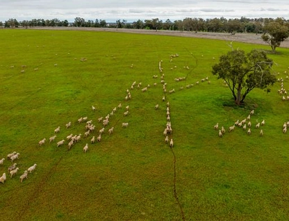 'Starsight', 3074 Grassmere Road, Condobolin, Central Tablelands, 5 ਕਮਰੇ, 2 ਬਾਥਰੂਮ, Lifestyle Property