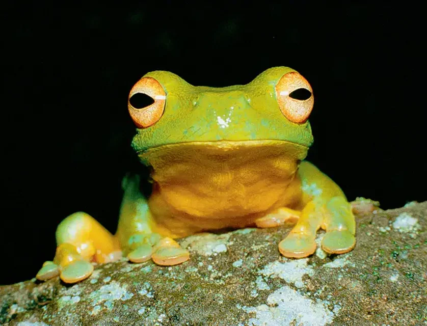 地址保密, Jimboomba, QLD 4280, 4房, 2浴, 独立屋