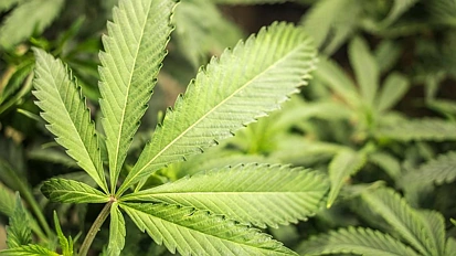 500万资产，大量武器被没收！新西兰破获特大毒品案，制毒工厂竟藏在地下……