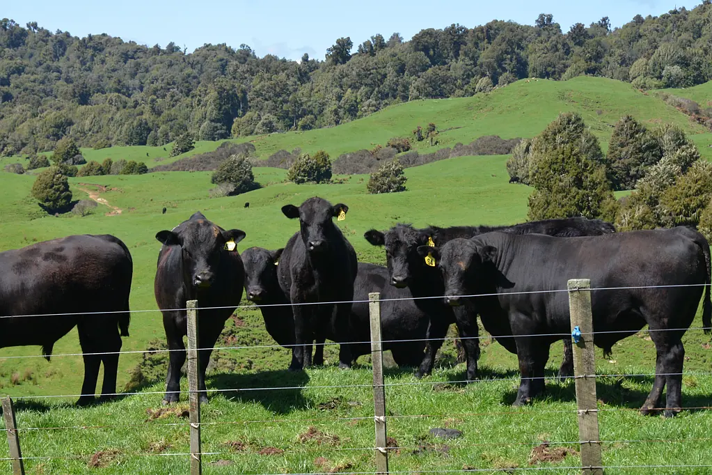 Tongaporutu Waitaanga grazing or forestry