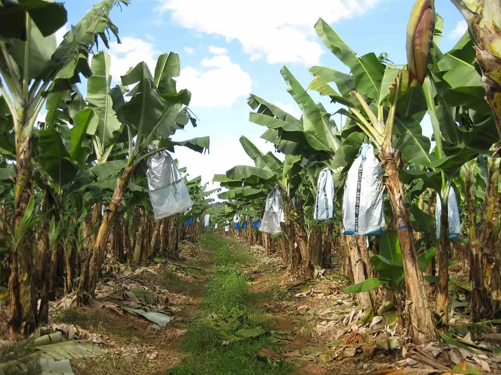 East Feluga Banana farm with large shed, machinery & equipment