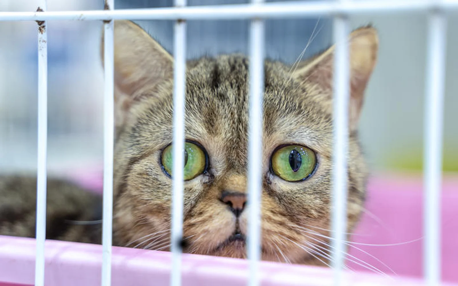 猫狗入境新西兰也要隔离?官方披露:隔离期10天,这个国家来的可以豁免