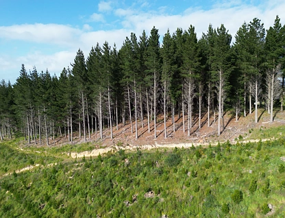 Perry Road, Milton, Clutha, 0 rūma, 0 rūma horoi, Forestry