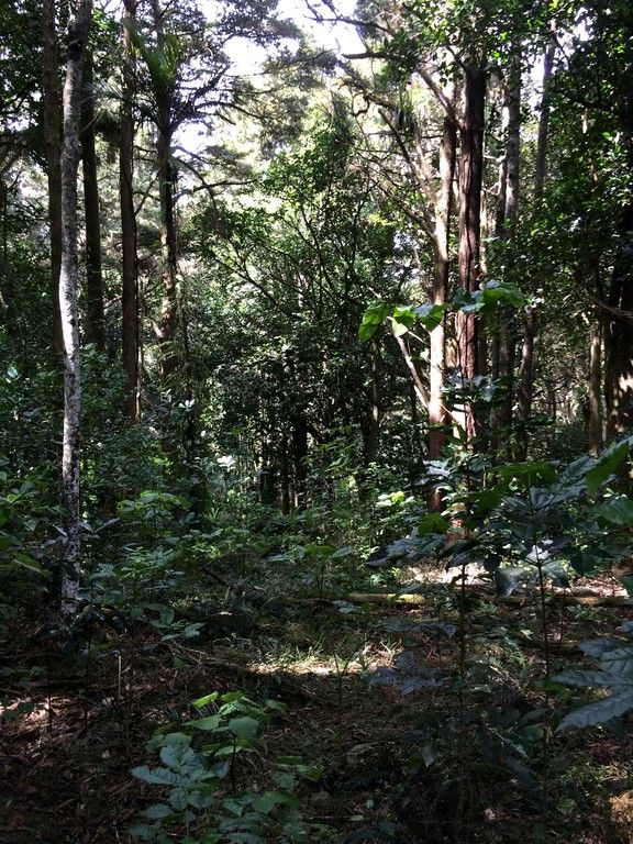 Apotu Road, Kauri, Whangarei, 0 rūma, 0 rūma horoi