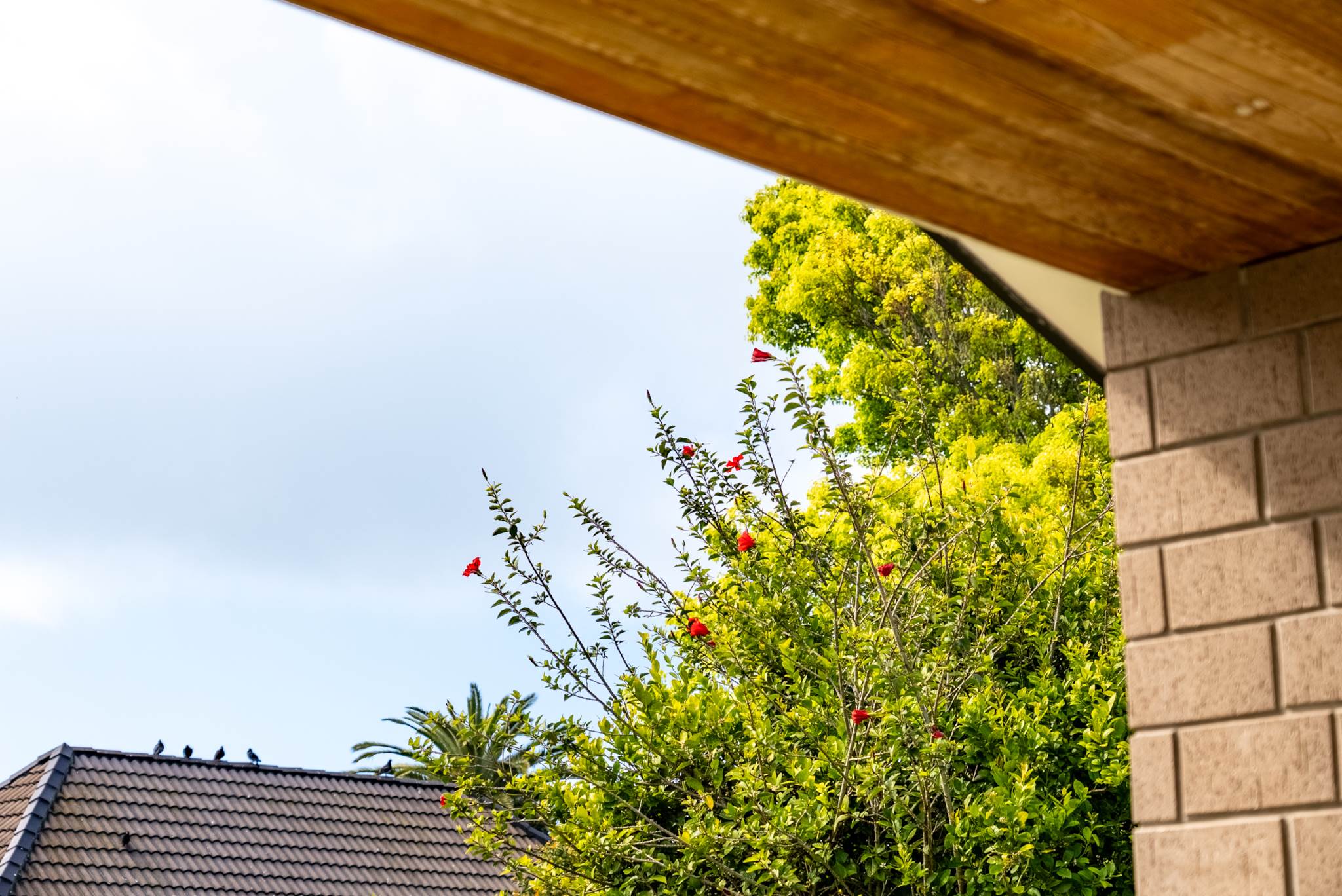 52 Pate Crescent, Mangere, photo 19