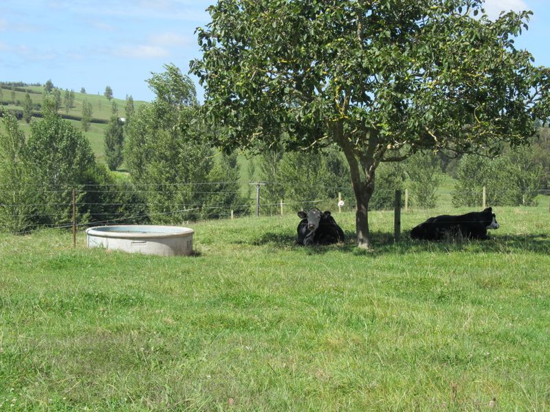 1978 Morrinsville-Walton Road, Richmond Downs, Matamata, 3 Kuwarto, 0 Banyo