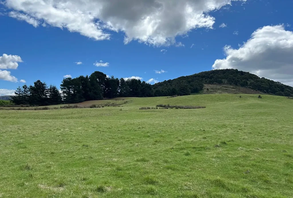 Weldborough 239 Hectaes of Land. Paddocks, Plantations and Towers. Income now and for the future.
