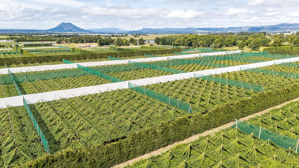 Edgecumbe Modern Large Scale, G3 Gold Orchard, Edgecumbe