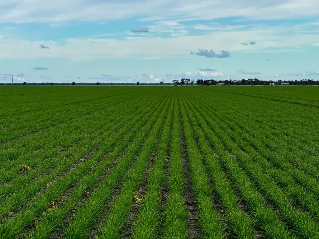 Moree Dryland Cropping