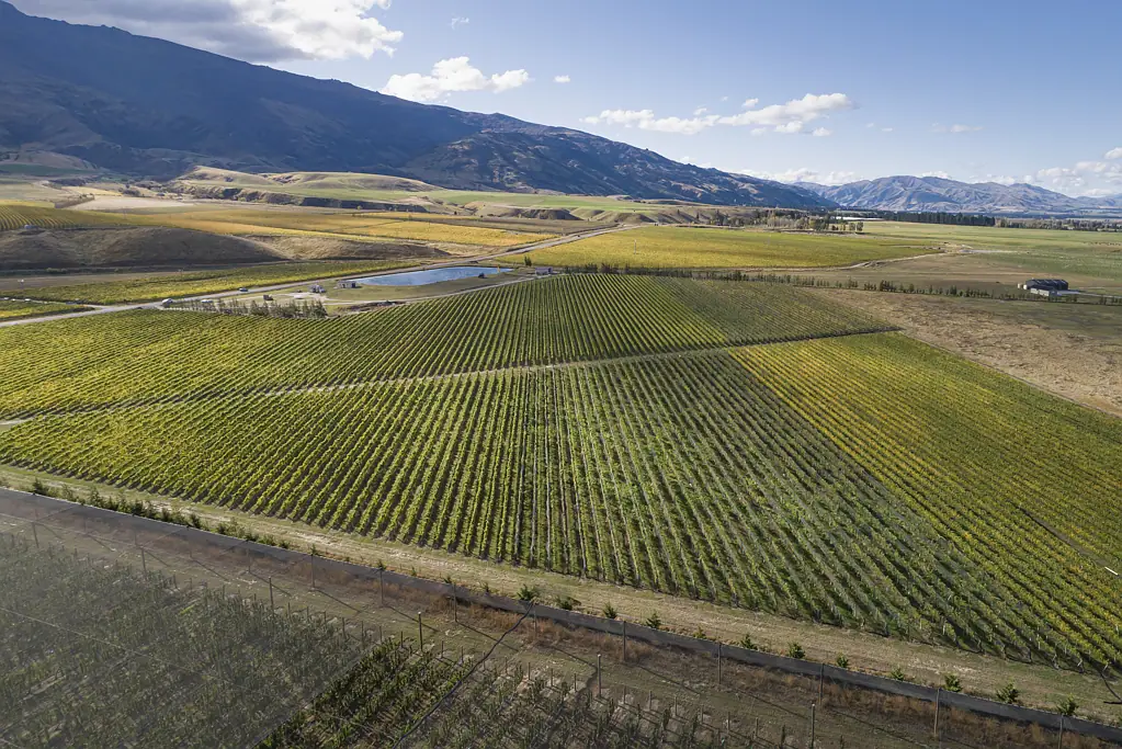 Cromwell  Reputable and Established Central Otago Vineyard