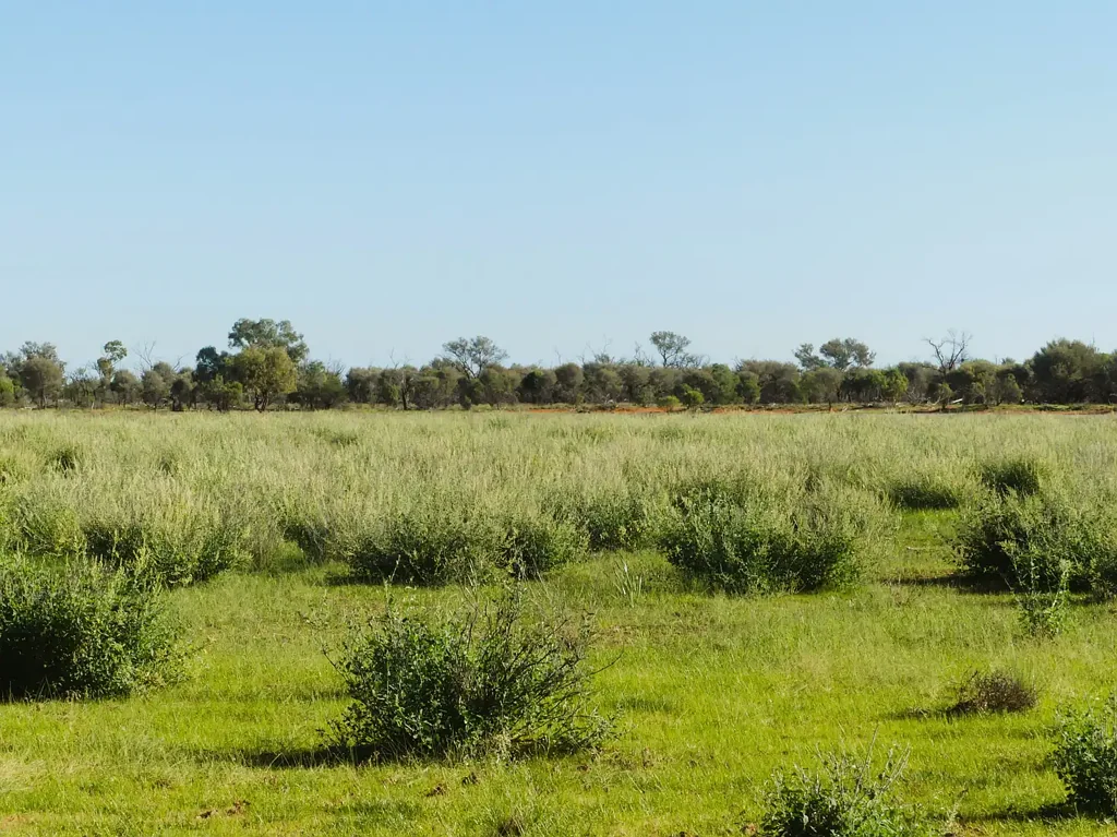 Eulo Big Season - Well Watered - Well Fenced - Large Scale