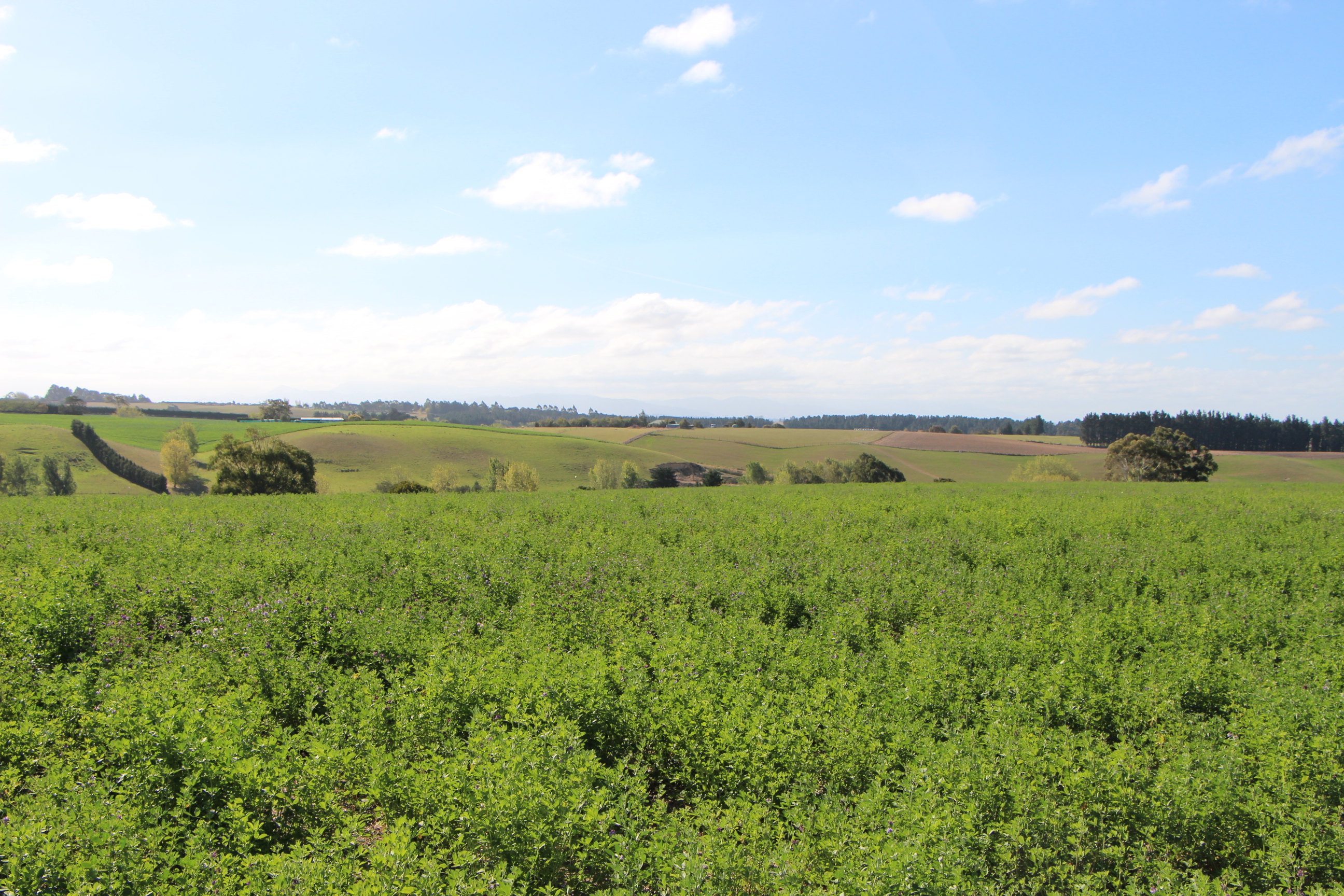 King Road, Rosewill, Timaru, 0 Bedrooms, 1 Bathrooms, Bare Land