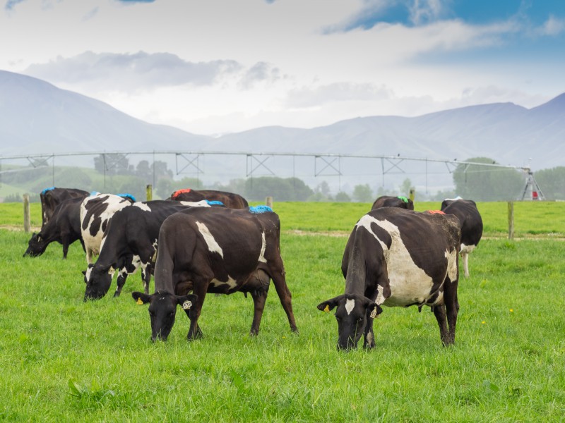 1236 Earl Road, Geraldine, Timaru, 0 rūma, 0 rūma horoi